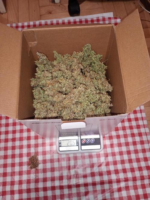 RQS vs Barney's (Auto). Week 16