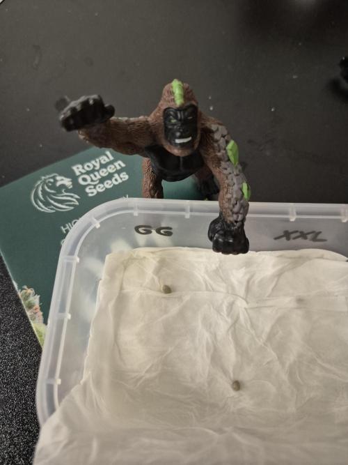 3 Sorten: Gorilla, Haze, C.Rainbow. Week 0 - Keimung auf Taschentuch von 3 Samen. Hier Royal Gorilla