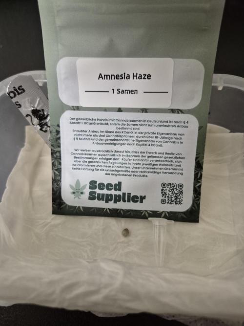 3 Sorten: Gorilla, Haze, C.Rainbow. Week 0 - Keimung auf Taschentuch
Amnesia Haze