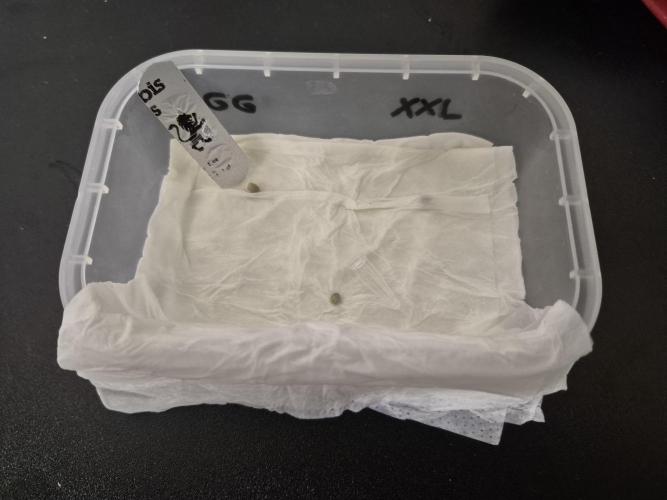 3 Sorten: Gorilla, Haze, C.Rainbow. Week 0 - Start der Keinung auf Taschentuch