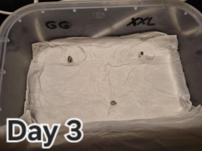 3 Sorten: Gorilla, Haze, C.Rainbow. Week 0 - Nach 3 Tagen ist es so weit, die Keime kommen in die Erde.