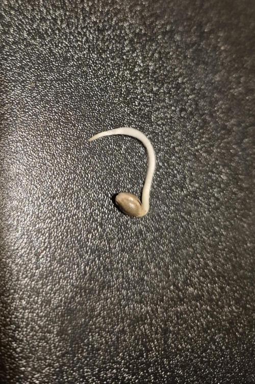 3 Sorten: Gorilla, Haze, C.Rainbow. Week 0 - Royal Gorilla nach 3 Tagen im Taschentuch