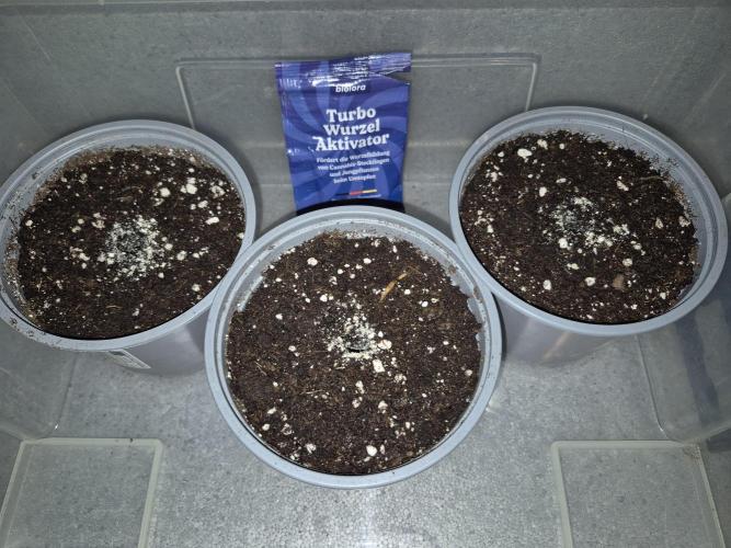 3 Sorten: Gorilla, Haze, C.Rainbow. Week 0 - Erde mit Wurzelaktivator vorbereitet