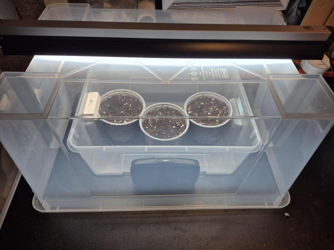 3 Sorten: Gorilla, Haze, C.Rainbow. Week 0 - Das 1. Licht (Leuchtstoffröhre)