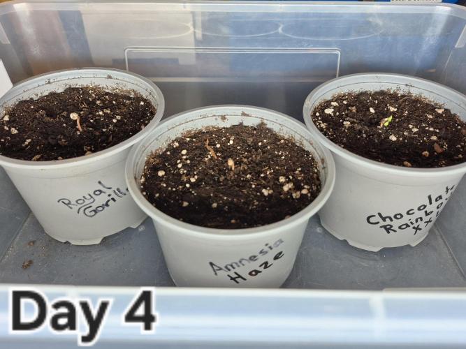 3 Sorten: Gorilla, Haze, C.Rainbow. Week 0 - Tag 4: Die Keime entwickeln sich prächtig.