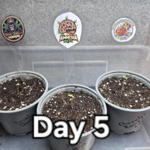 3 Sorten: Gorilla, Haze, C.Rainbow. Week 0 - Tag 5: Die losen Samenhülsen habe ich abgenommen.