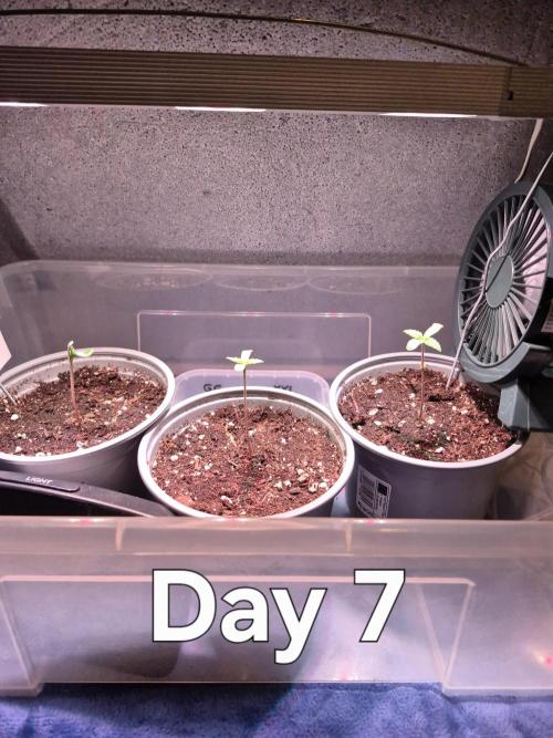 3 Sorten: Gorilla, Haze, C.Rainbow. Week 1 - Die Pflanzen starten in die 1. Woche