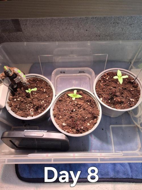 3 Sorten: Gorilla, Haze, C.Rainbow. Week 1