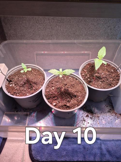 3 Sorten: Gorilla, Haze, C.Rainbow. Week 1