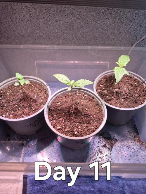 3 Sorten: Gorilla, Haze, C.Rainbow. Week 1 - Etwas gegossen