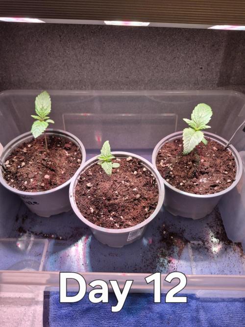 3 Sorten: Gorilla, Haze, C.Rainbow. Week 1 - Lüfter neu positioniert und Töpfe umgestellt