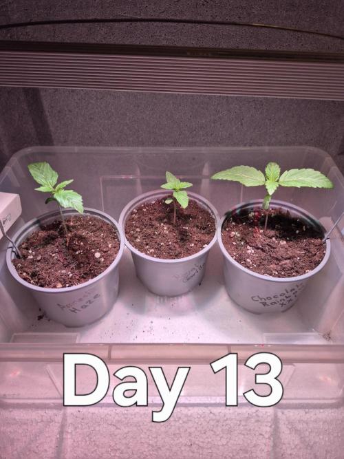 3 Sorten: Gorilla, Haze, C.Rainbow. Week 1 - Die erste Woche ist beendet