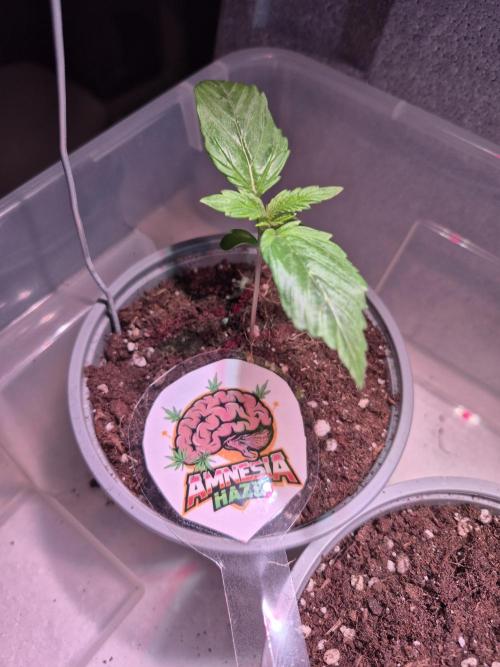 3 Sorten: Gorilla, Haze, C.Rainbow. Week 1 - Amnesia Haze nach 13 Tagen