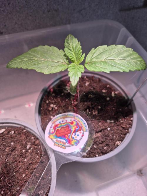 3 Sorten: Gorilla, Haze, C.Rainbow. Week 1 - Chocolate Rainbow XXL nach 13 Tagen