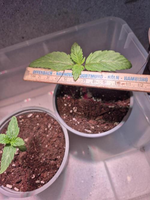 3 Sorten: Gorilla, Haze, C.Rainbow. Week 1