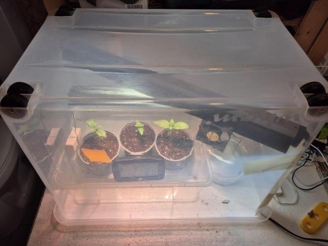 3 Sorten: Gorilla, Haze, C.Rainbow. Week 1 - Improvisierte Growbox für die Anzucht und die ersten zwei Wochen.