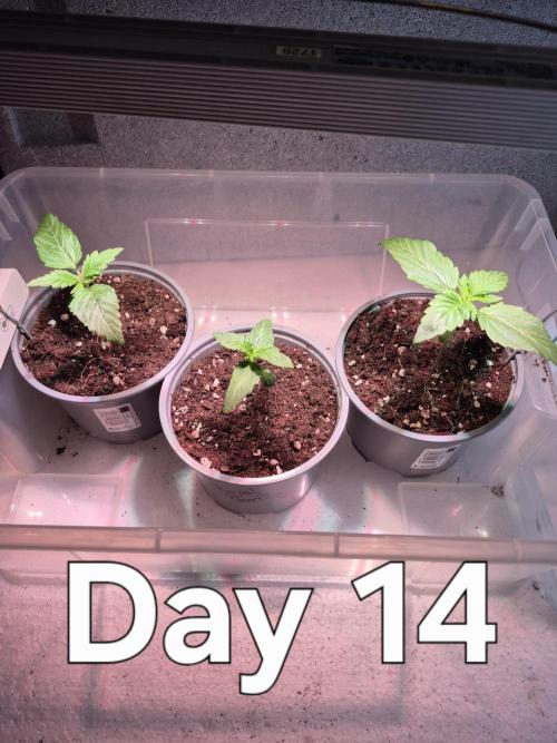 3 Sorten: Gorilla, Haze, C.Rainbow. Week 2