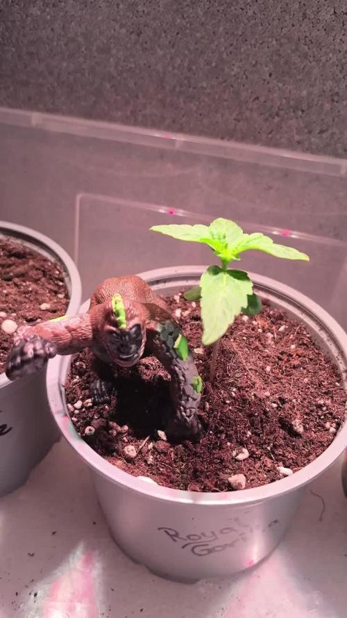 3 Sorten: Gorilla, Haze, C.Rainbow