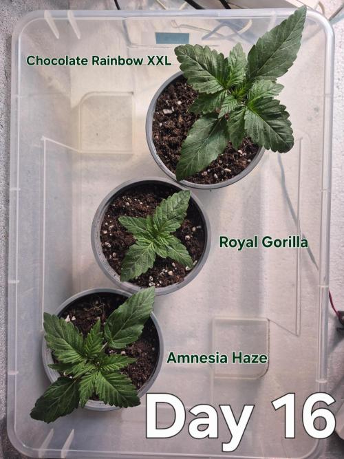 3 Sorten: Gorilla, Haze, C.Rainbow. Week 2