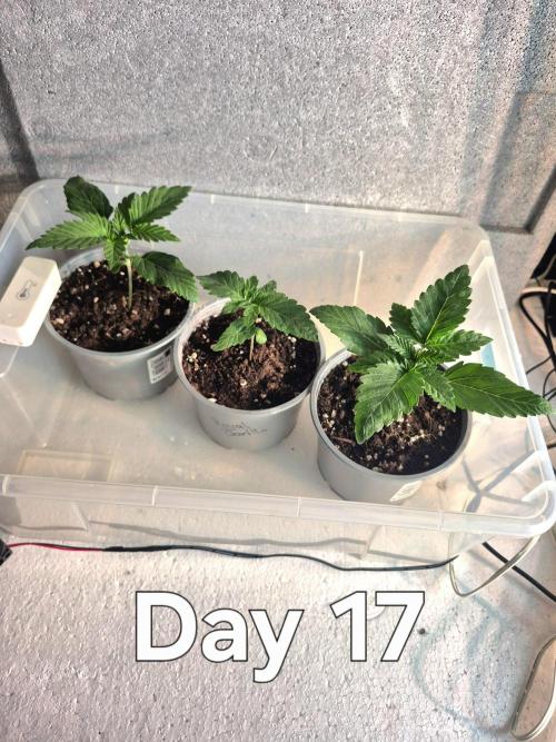 3 Sorten: Gorilla, Haze, C.Rainbow. Week 2 - Heute habe ich gegossen (100ml je Pflanze) und etwas gedüngt.