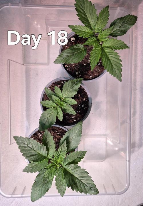 3 Sorten: Gorilla, Haze, C.Rainbow. Week 2