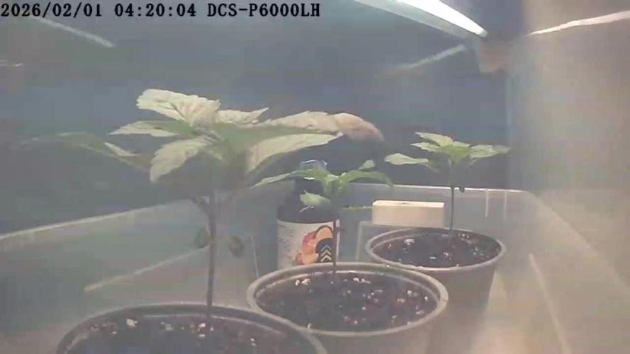 3 Sorten: Gorilla, Haze, C.Rainbow