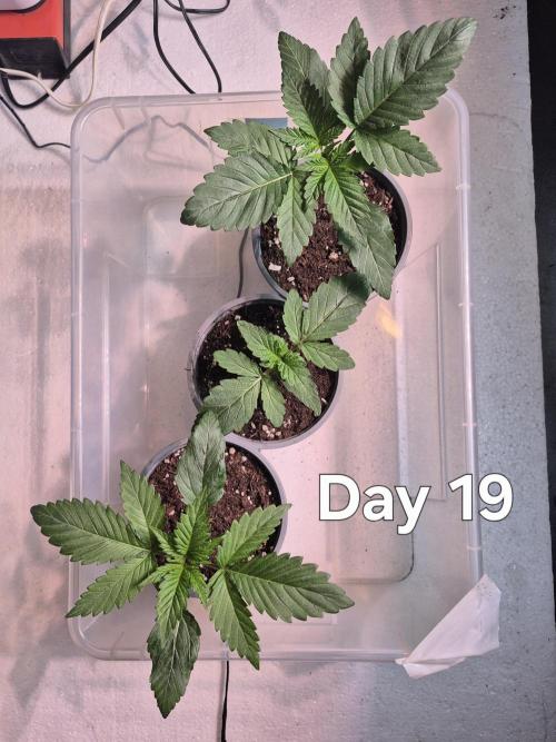 3 Sorten: Gorilla, Haze, C.Rainbow. Week 2
