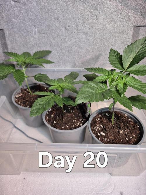 3 Sorten: Gorilla, Haze, C.Rainbow. Week 2