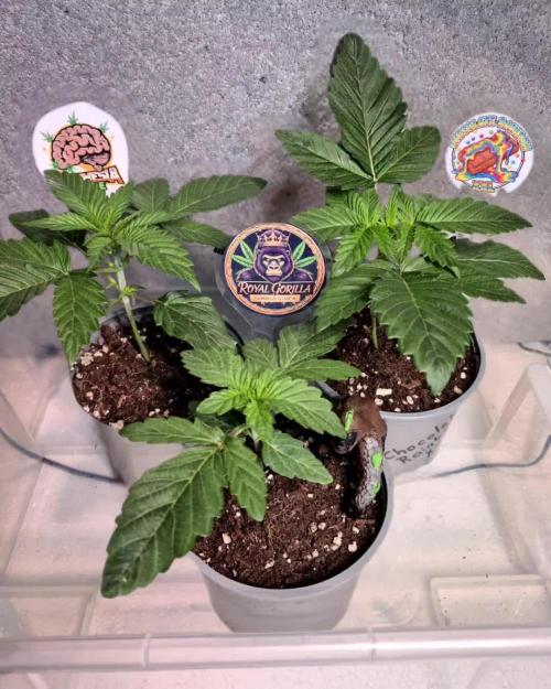 3 Sorten: Gorilla, Haze, C.Rainbow