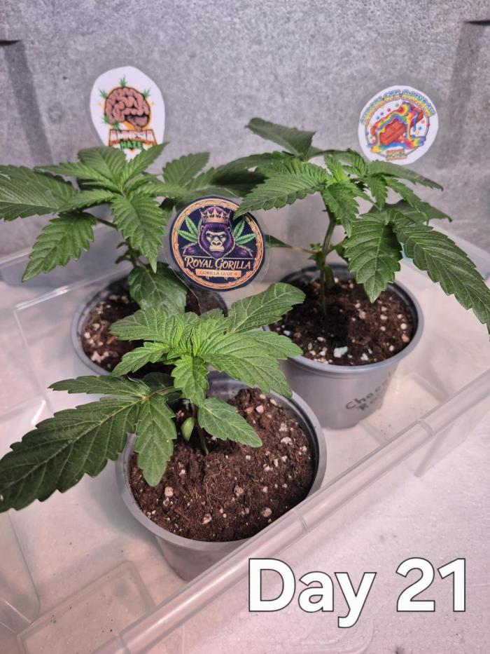 3 Sorten: Gorilla, Haze, C.Rainbow. Week 3