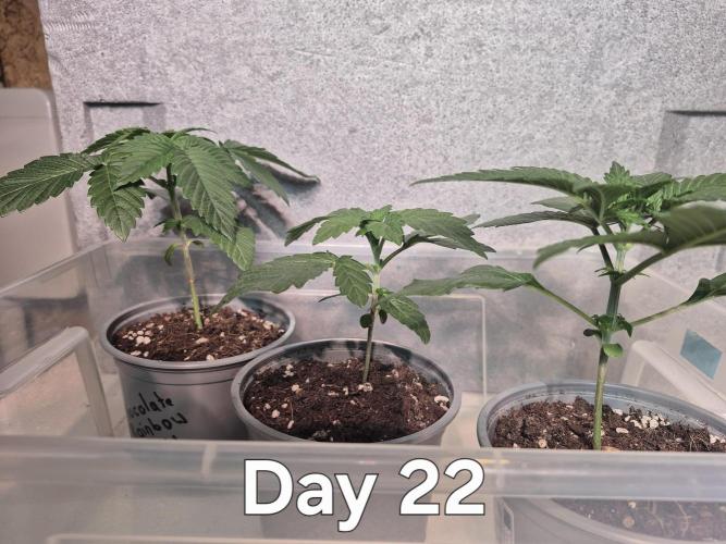 3 Strains: Royal Gorilla, Haze, CRB. Week 3