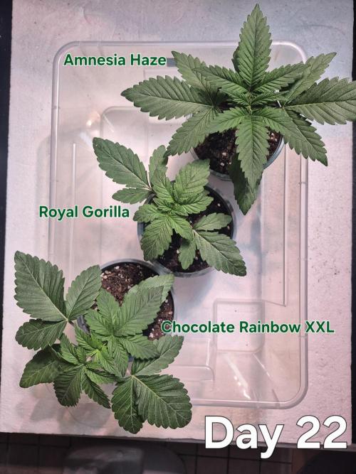 3 Strains: Royal Gorilla, Haze, CRB. Week 3