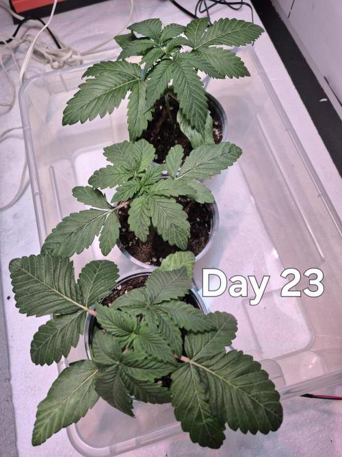 3 Strains: Royal Gorilla, Haze, CRB. Week 3