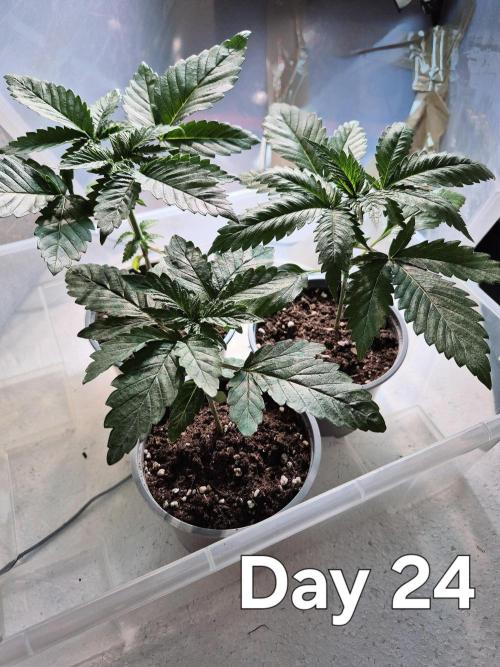 3 Strains: Royal Gorilla, Haze, CRB. Week 3 - Gegossen und etwas gedüngt.