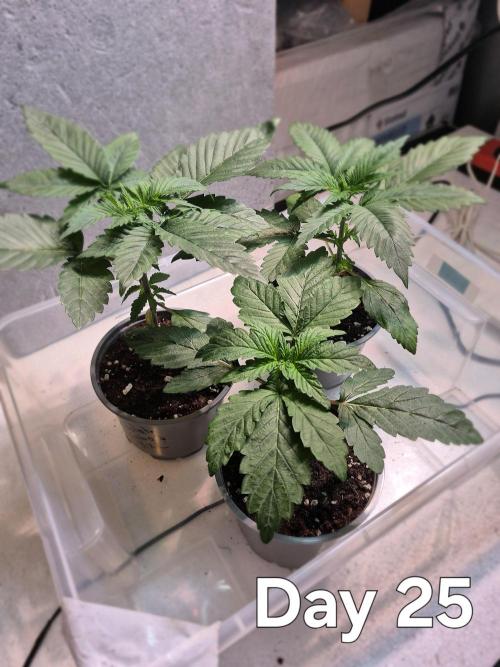 3 Strains: Royal Gorilla, Haze, CRB. Week 3