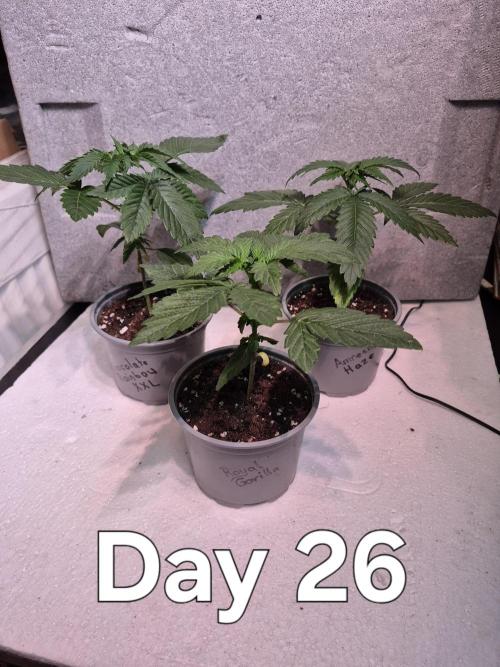 3 Strains: Royal Gorilla, Haze, CRB. Week 3