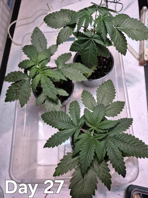 3 Strains: Royal Gorilla, Haze, CRB. Week 3 - Topping bei "Chocolate Rainbow XXL" und "Amnesia Haze"