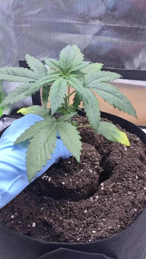 3 Sorten: Gorilla, Haze, C.Rainbow