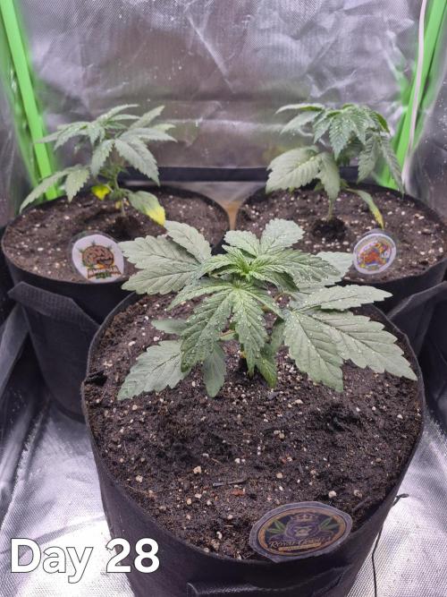 3 Strains: Royal Gorilla, Haze, CRB. Week 4