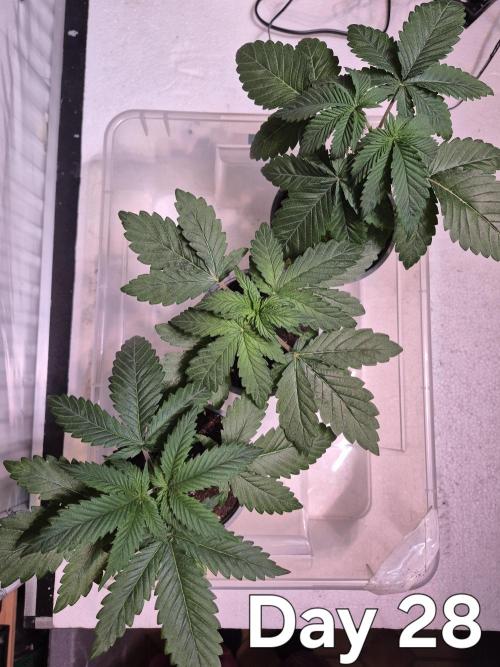 3 Strains: Royal Gorilla, Haze, CRB. Week 3