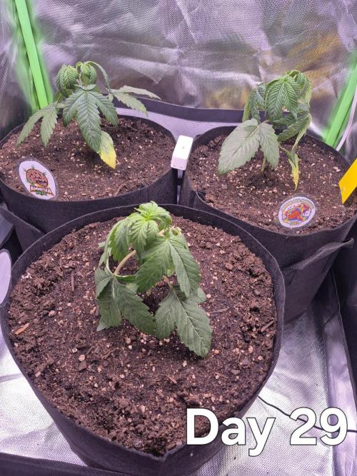 3 Strains: Royal Gorilla, Haze, CRB. Week 4 - Pflanzen sind noch gestresst vom umtopfen und die erste Nacht war zu kalt.
