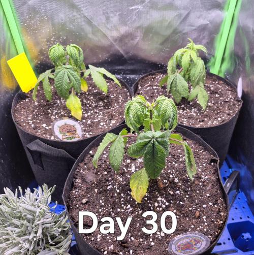 3 Strains: Royal Gorilla, Haze, CRB. Week 4 - Die Erde war zu "scharf" und musste das Substrat noch mal tauschen
