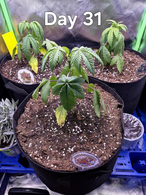 3 Strains: Royal Gorilla, Haze, CRB. Week 4 - Die Pflanzen erholen sich in der neuen Erde wieder langsam.