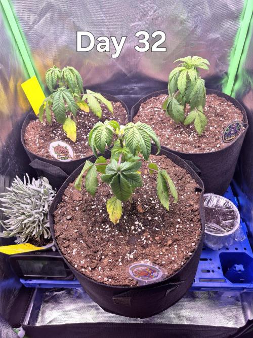 3 Strains: Royal Gorilla, Haze, CRB. Week 4