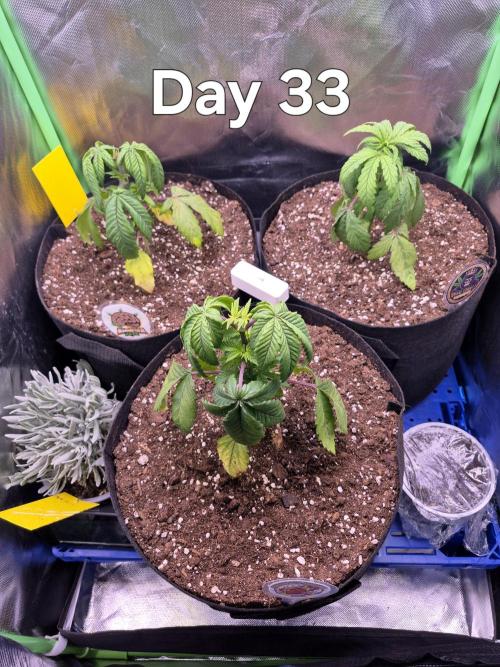 3 Strains: Royal Gorilla, Haze, CRB. Week 4