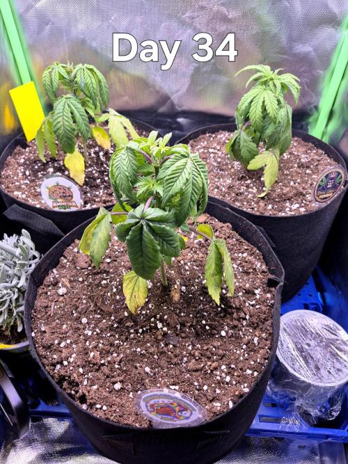 3 Strains: Royal Gorilla, Haze, CRB. Week 4