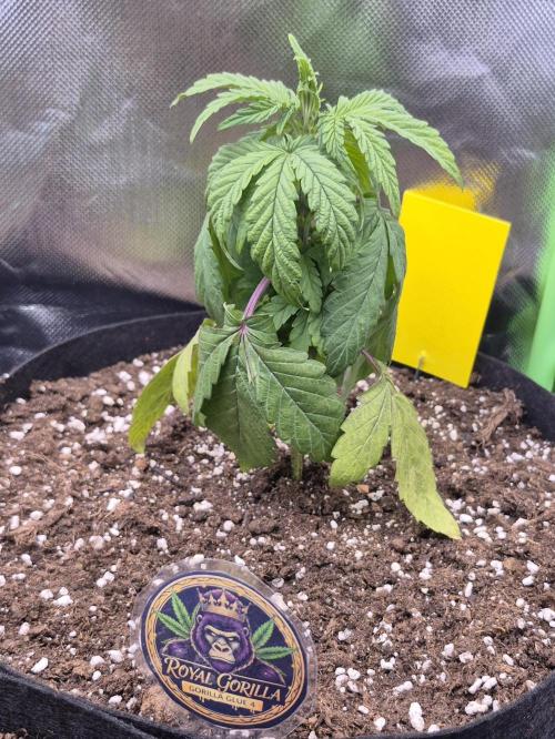 3 Strains: Royal Gorilla, Haze, CRB. Week 4