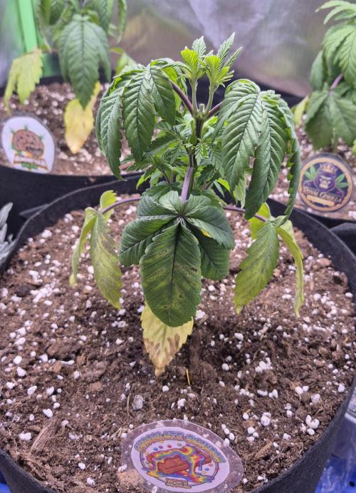3 Strains: Royal Gorilla, Haze, CRB. Week 4