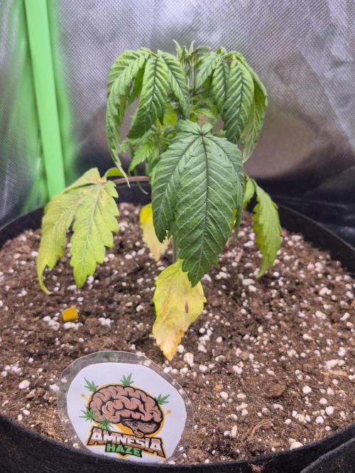 3 Strains: Royal Gorilla, Haze, CRB. Week 4