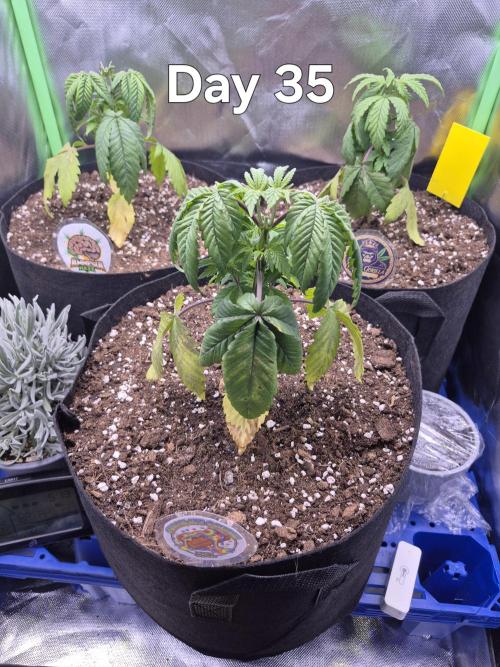 3 Strains: Royal Gorilla, Haze, CRB. Week 5